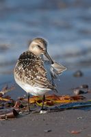 Bécasseau à croupion blanc
