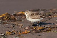 Bécasseau à croupion blanc