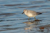 Jeune bécasseau maubèche