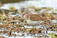 Bécasseau minuscule