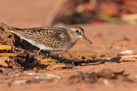 Bécasseau minuscule