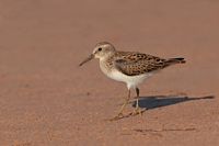 Bécasseau minuscule