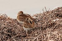 Bécasseau minuscule