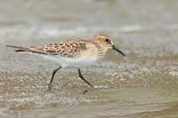 Bécasseau semi-palmé