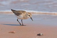 Bécasseau semi-palmé