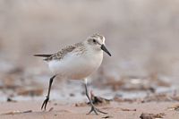 Bécasseau semi-palmé