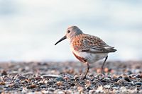 Bécasseau variable