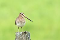 Bécassine de Wilson