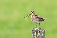 Bécassine de Wilson