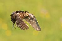 Bécassine de Wilson