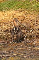 Bécassine de Wilson