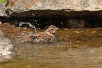 Jeune bruant chanteur