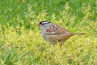 Bruant à couronne blanche