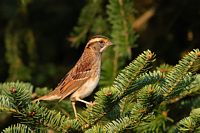 Bruant à gorge blanche