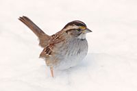 Bruant à gorge blanche