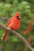 Cardinal rouge