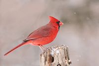 Cardinal rouge