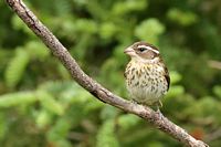 Cardinal à poitrine rose