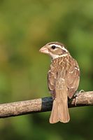 Femelle cardinal à poitrine rose