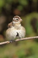Femelle cardinal à poitrine rose