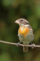 Jeune cardinal à poitrine rose