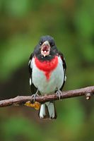 Cardinal à poitrine rose