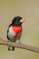 Cardinal à poitrine rose
