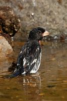 Cardinal à poitrine rose