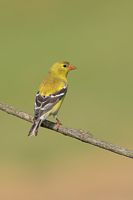 Chardoneret jaune femelle