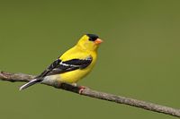 chardonneret jaune mâle