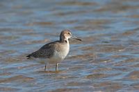 Chevalier semi-palmé