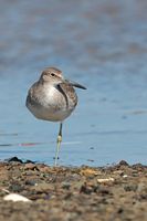 Chevalier semi-palmé