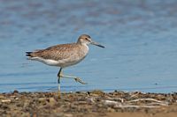 Chevalier semi-palmé