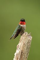 Colibri à gorge rubis