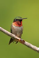 Colibri à gorge rubis