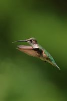 Jeune colibri à gorge rubis