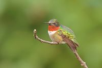 Colibri à gorge rubis
