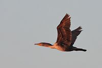 Cormoran à aigrette