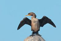 Cormoran à aigrette