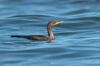 Cormoran à aigrette