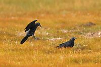 Corneille d'Amérique=