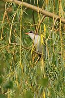 Coulicou à bec jaune