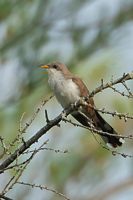 Coulicou à bec jaune