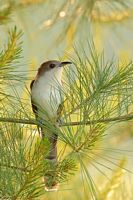 Coulicou à bec noir