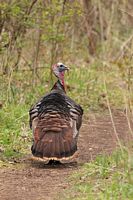Dindon sauvage