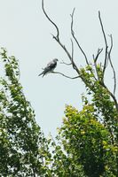 Élanion à queue blanche