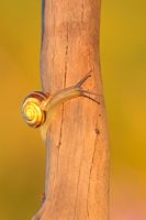 Escargot de jardin