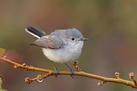 Gobe moucheron gris bleu