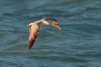 goeland_bec_cercle11