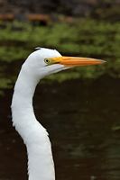 Grande aigrette